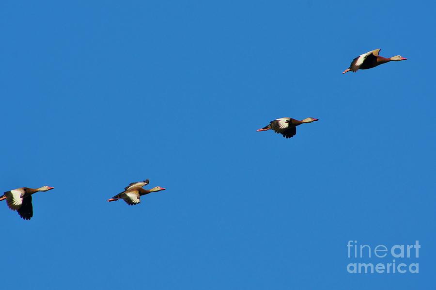 Whistling Ducks In Flight Photograph by Lynda Dawson-Youngclaus