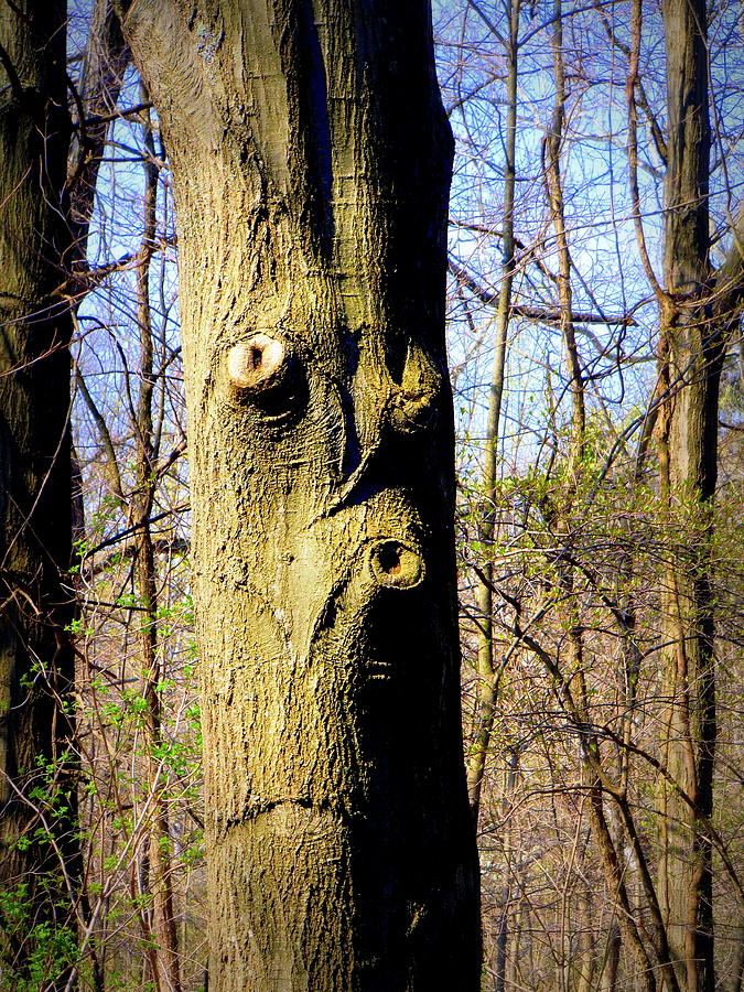 Whistling Tree Photograph by Mindy Newman