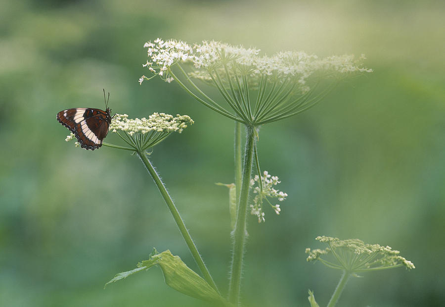 Butterfly Photograph - White Admiral Butterfly On Cow Parsnip by Darwin Wiggett