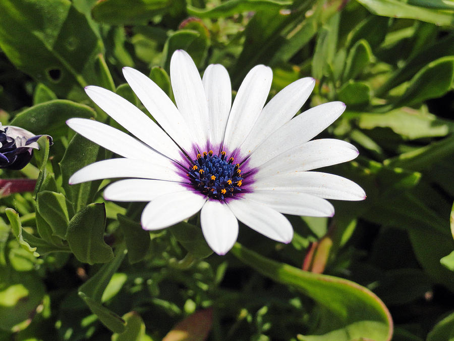 White African Daisy Photograph by Robert Meyers-Lussier