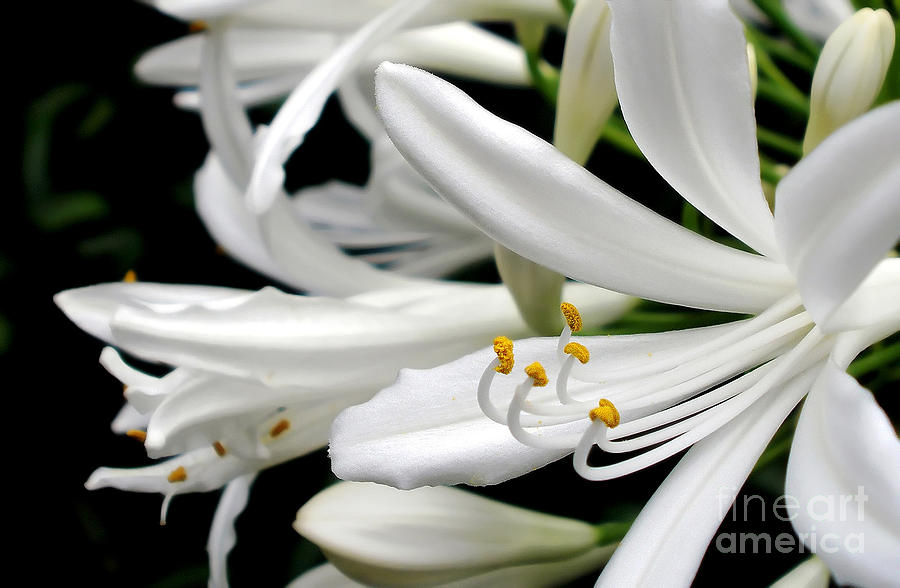 Nature Photograph - White Agapantha by Kaye Menner