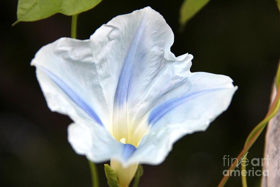 White and blue morning glory  Photograph by Yumi Johnson