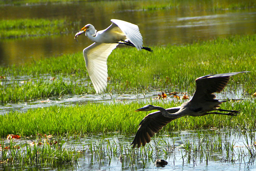 White and Grey Herons in Flight Photograph by Diana Haronis