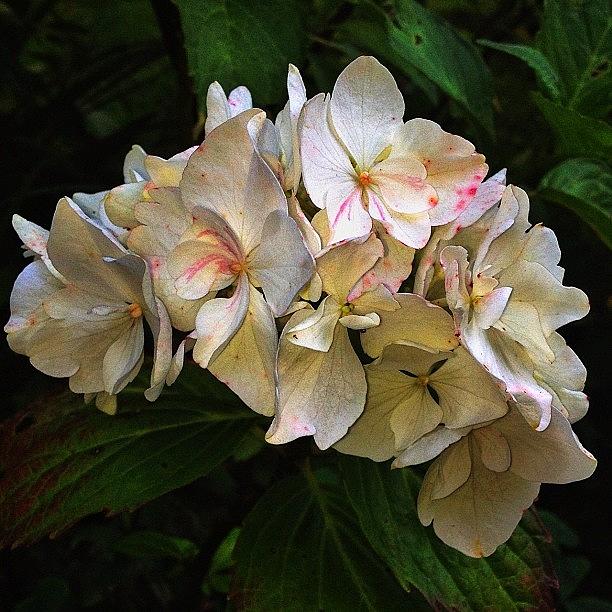 Nature Photograph - #white And #pink #hydrangea #hortensia by Miss Wilkinson