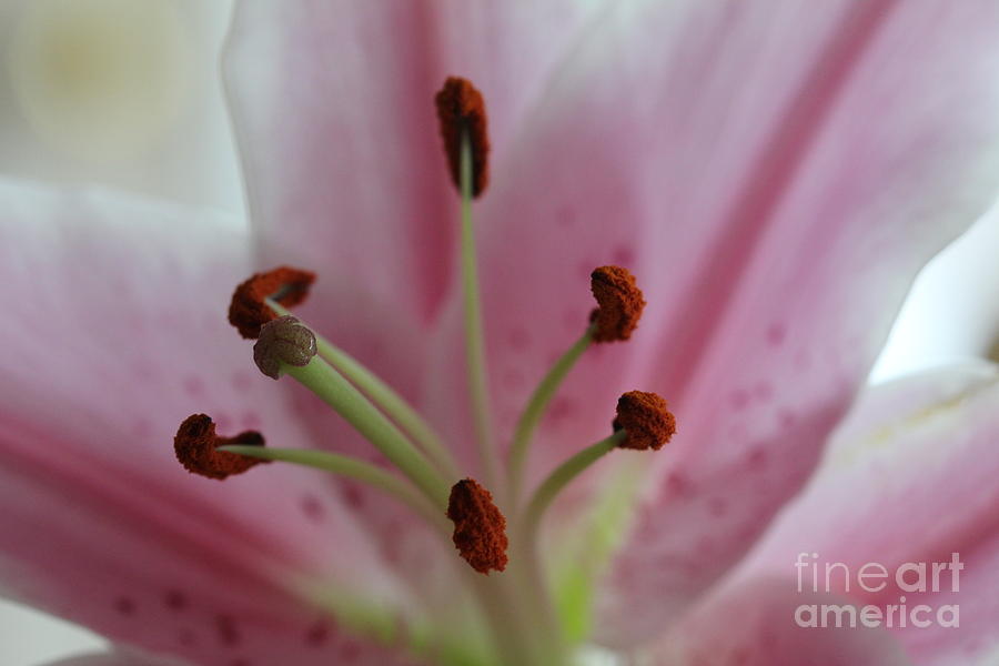 White and Pink Lily Photograph by Donna L Munro