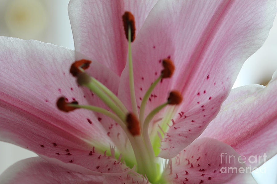 White and Pink Lily V2 Photograph by Donna L Munro