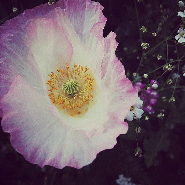 Poppy Photograph - #white And #pink #poppy #flower - by Shannon Ferguson