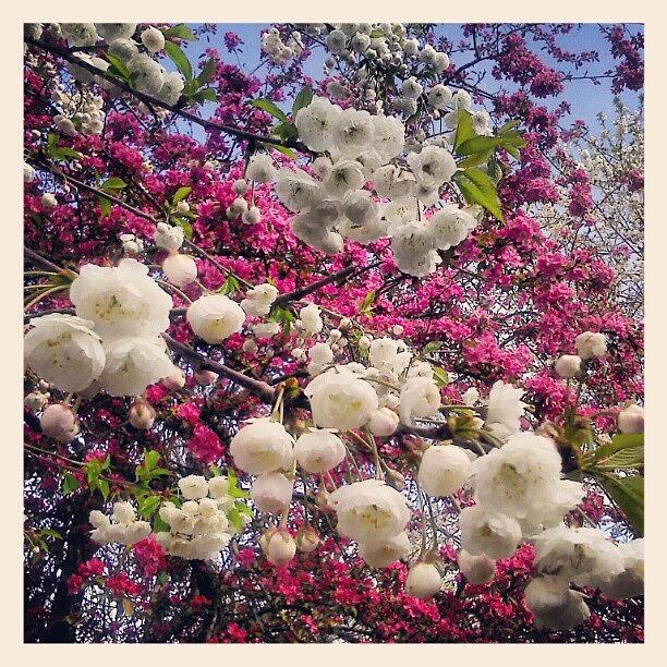 Up Movie Photograph - #white And #pink #spring #blossom by Linandara Linandara