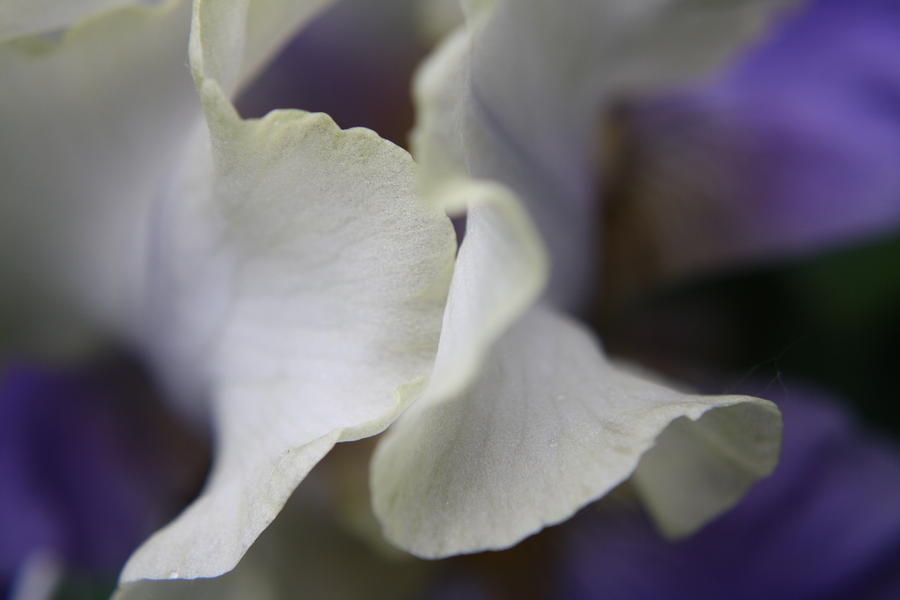 Iris Photograph - White and purple iris by Ellen B Pate