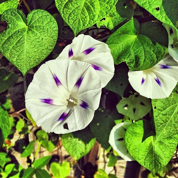 Summer Photograph - White And Purple Morning Glory Blooming by Amber Flowers