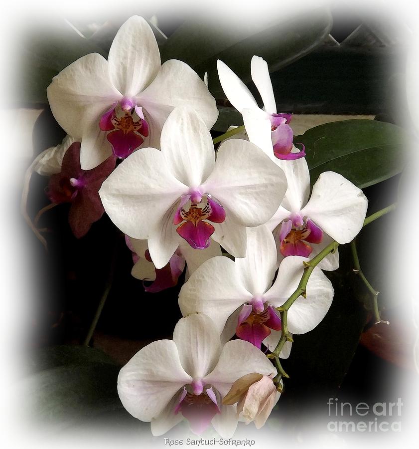 White and Purple Orchids Photograph by Rose Santuci-Sofranko