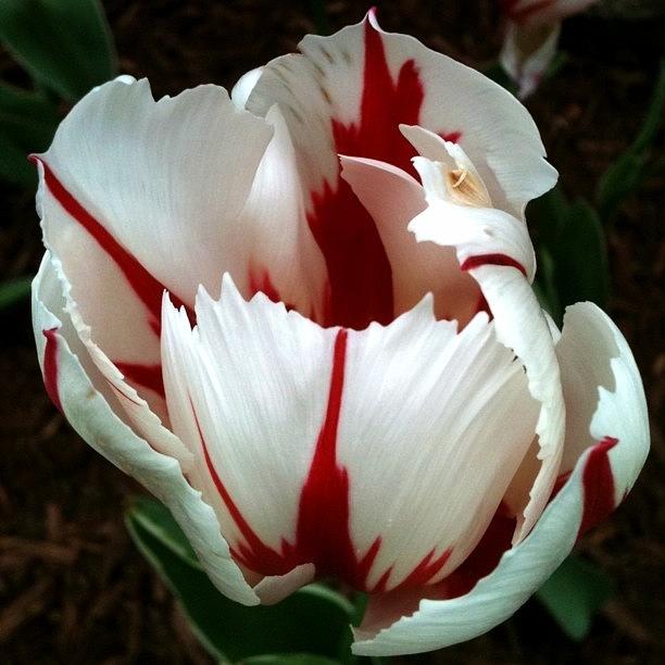 Flowers Still Life Photograph - White And Red Tulip by David Rondeau