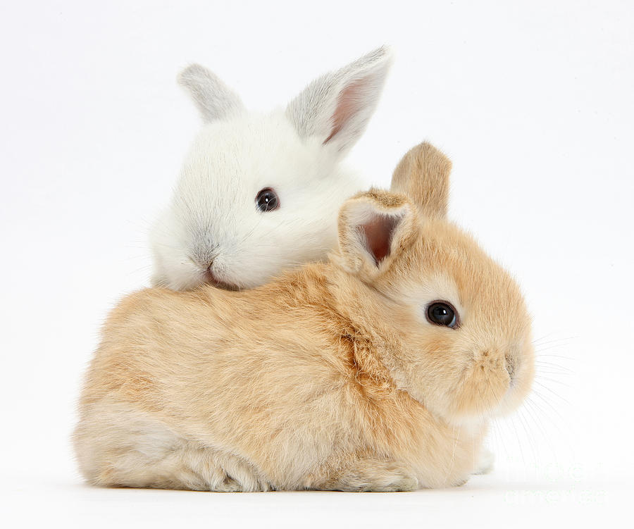 Rabbit Photograph - White And Sandy Baby Rabbits by Mark Taylor