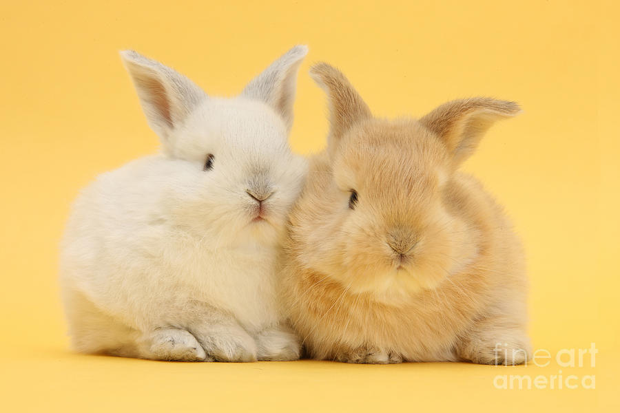 White And Sandy Rabbits Photograph by Mark Taylor