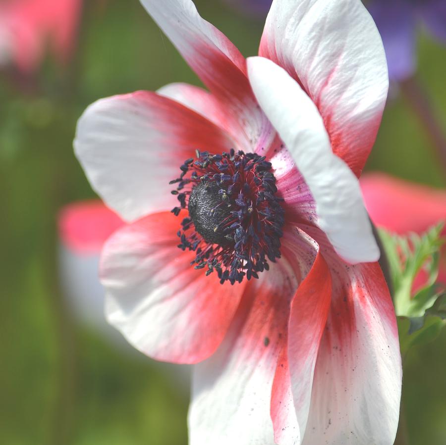 White Anemone Flower Photograph by P S