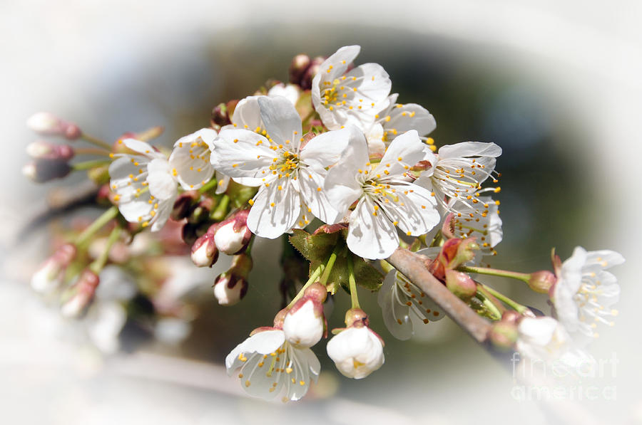 White Apple Blossoms Photograph by Sarah Schroder