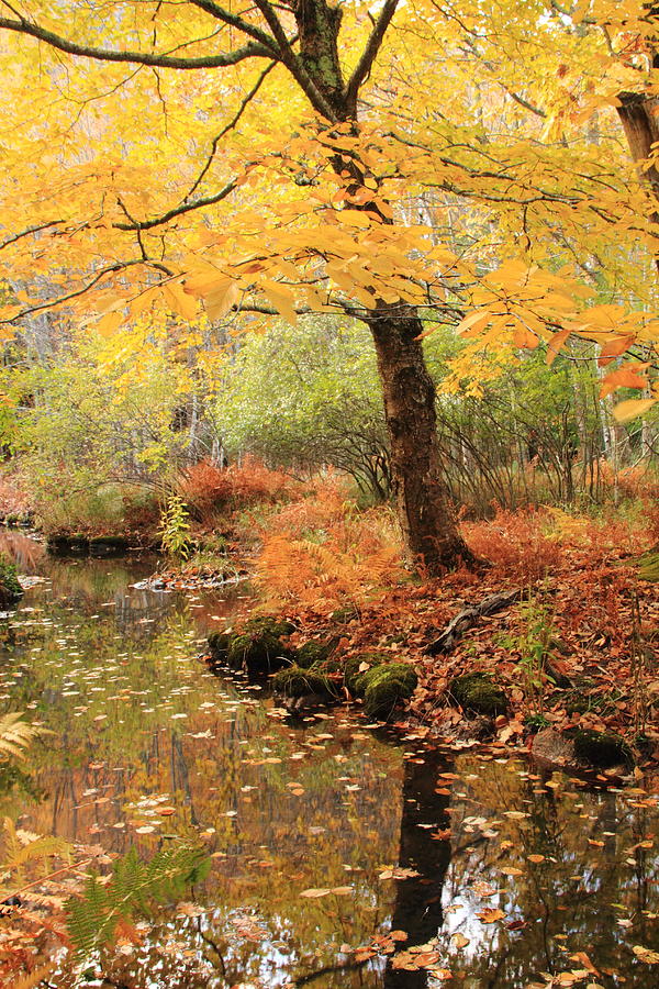 Fall Photograph - White Ash and Stream in Autumn by Roupen Baker
