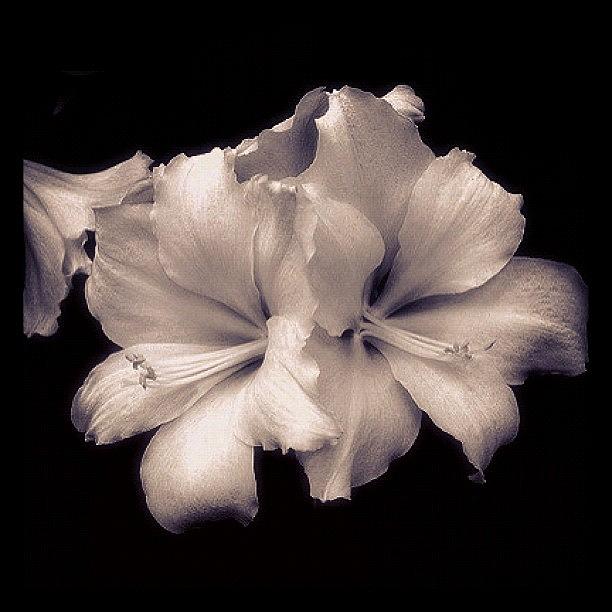 Flower Photograph - White Asiatic Lily by Penni DAulerio
