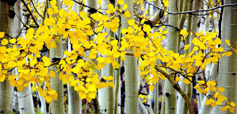 White Aspen Golden Leaves Photograph by Jeff Lowe
