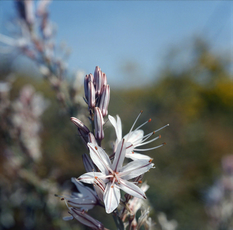 White asphodel in flower Photograph by Paul Cowan