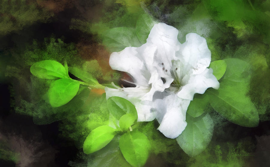 White Azalea Digital Art by Frances Miller