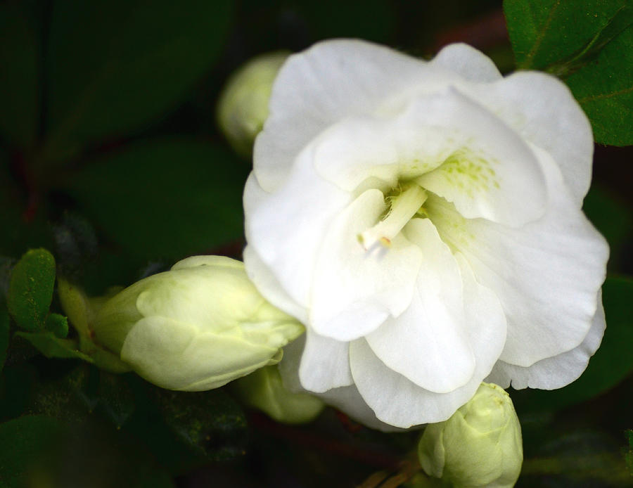 White Azalea  Photograph by Sandi OReilly