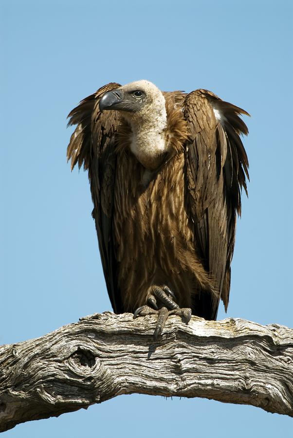 Nature Photograph - White-backed Vulture by Peter Chadwick