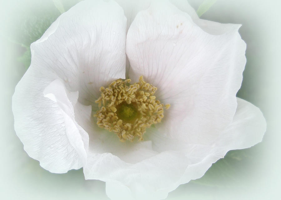 Nature Photograph - White Beach Rose - Rosa rugosa by Carol Senske