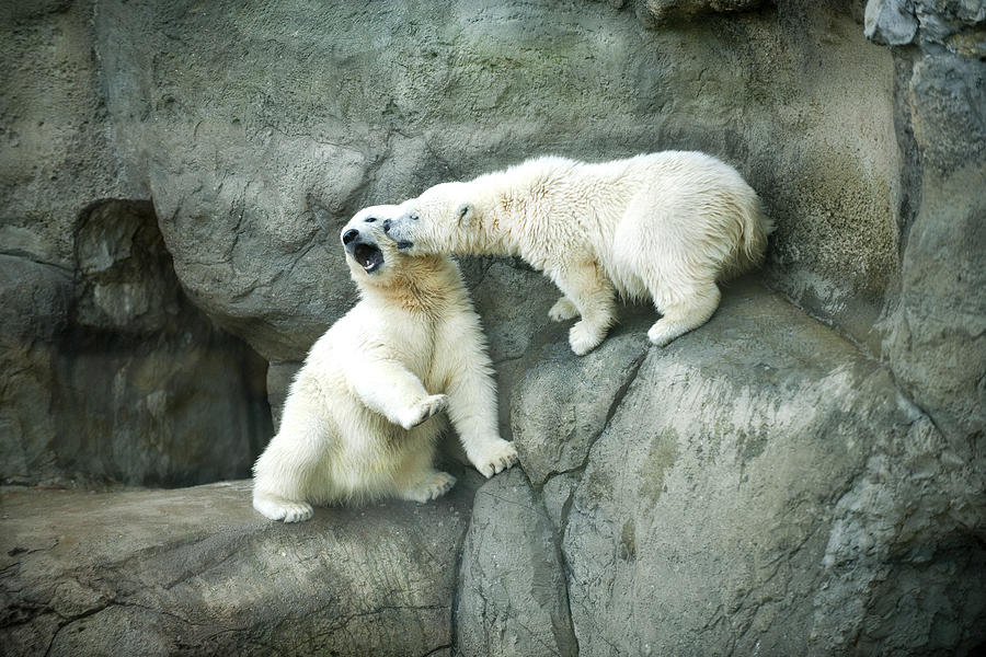 White bears Photograph by Gouzel -