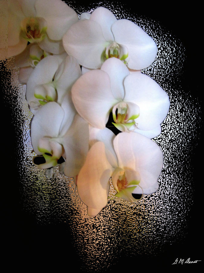 Orchid Photograph - White Beauties by Michael Durst