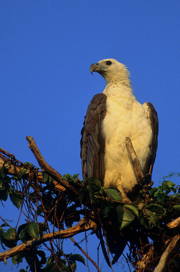 White-bellied Sea-eagle Photograph by Bruce J Robinson