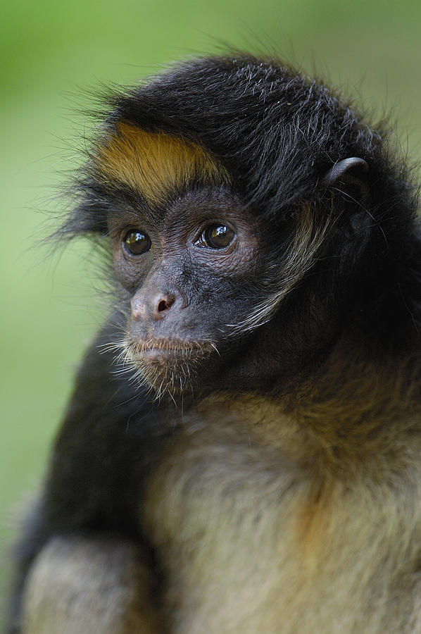 White-bellied Spider Monkey Ateles Photograph by Pete Oxford