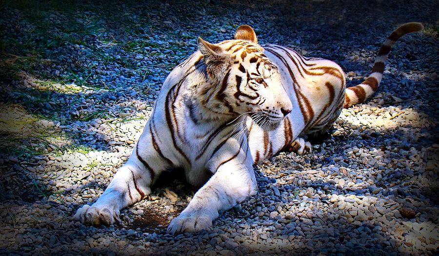 White Bengal Tiger Photograph by Nick Kloepping