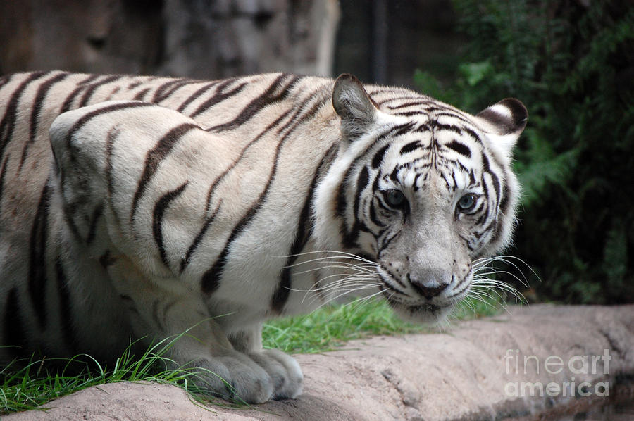 White Bengal Tiger Photograph