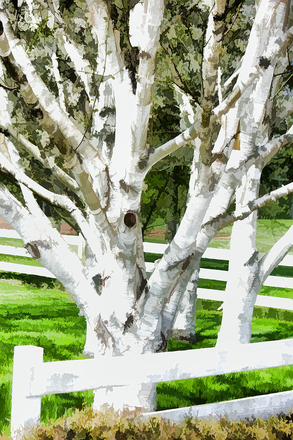 White Birch Trees Country Fence Painting by Tracie Schiebel