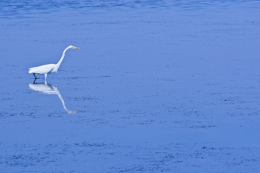 Crane Photograph - White Bird on Blue by Randy Steele