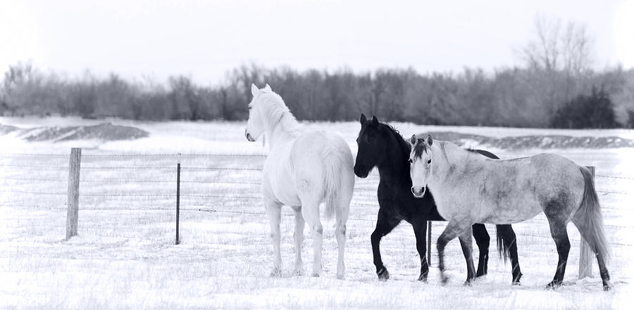 Winter Photograph - White Black and Gray by Patrick Ziegler