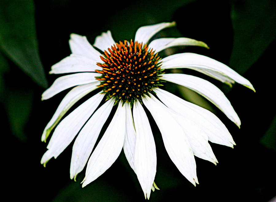 White Black Eyed Susan Photograph by Tam Graff