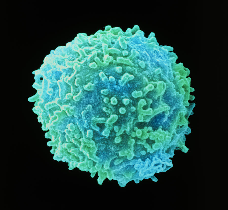 White Blood Cell Photograph By Steve Gschmeissner Fine Art America