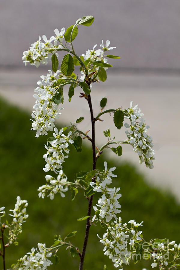 White Saskatoon Flowers Photograph by Donna L Munro