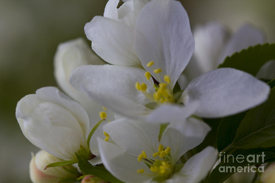 White Blooms Close-up Photograph by Donna L Munro