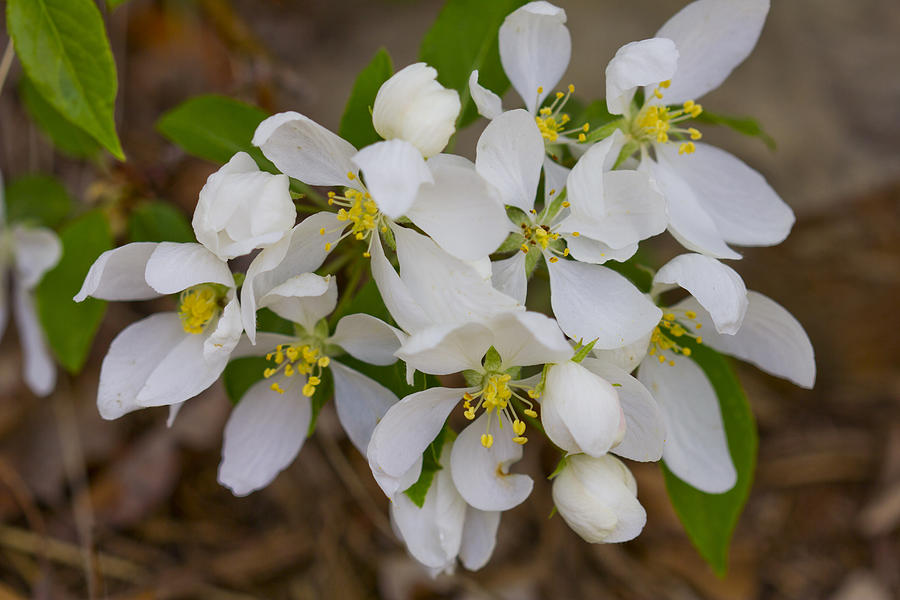White Blooms Cluster Large Photograph by Donna L Munro