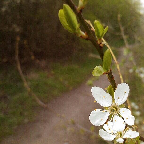 White Blossom And Path #instaprints Photograph by Abbie Shores