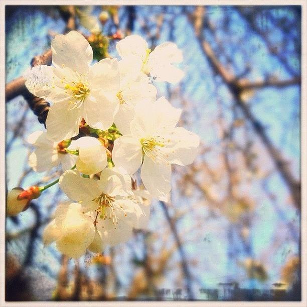 Blossom Photograph - White blossom  by Marc Gascoigne