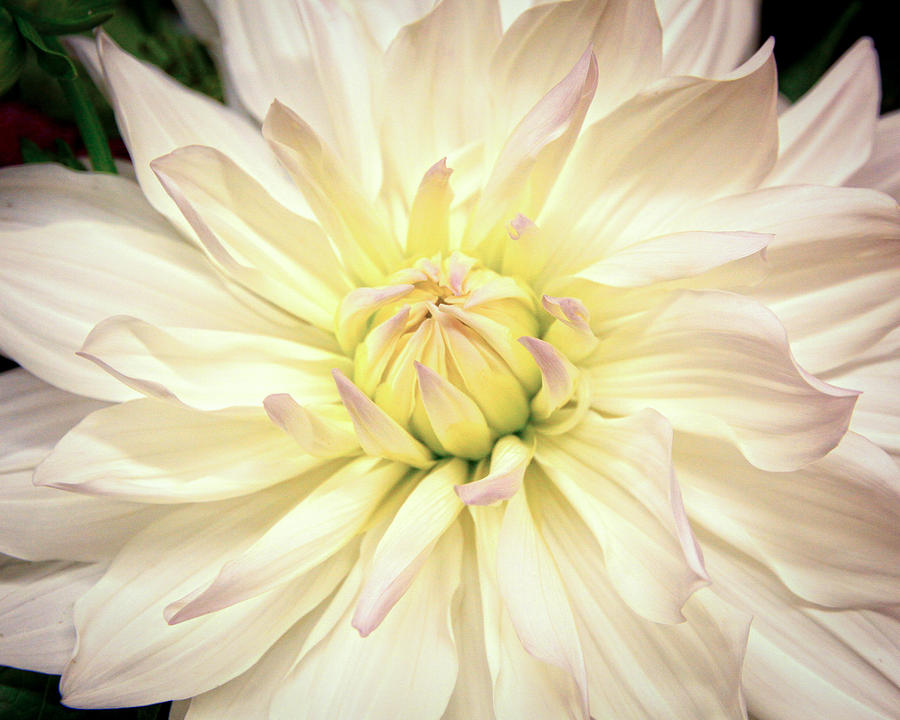 White Blossom Photograph by Steve McKinzie