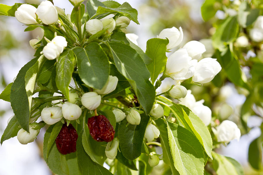 White Blossoms and Fruit Photograph by Donna L Munro