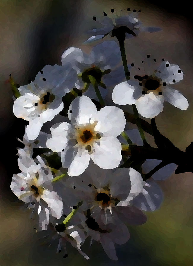 White Blossoms Photograph by Karen Harrison Brown