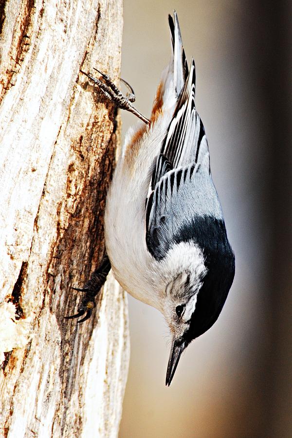 White-Breasted Nuthatch 2 Photograph by Larry Ricker