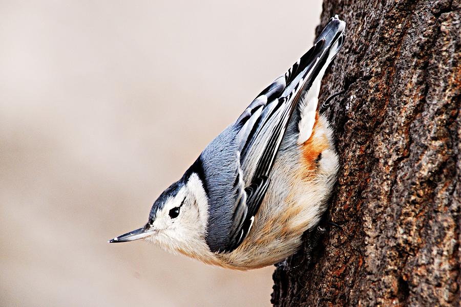 White-Breasted Nuthatch 4 Photograph by Larry Ricker