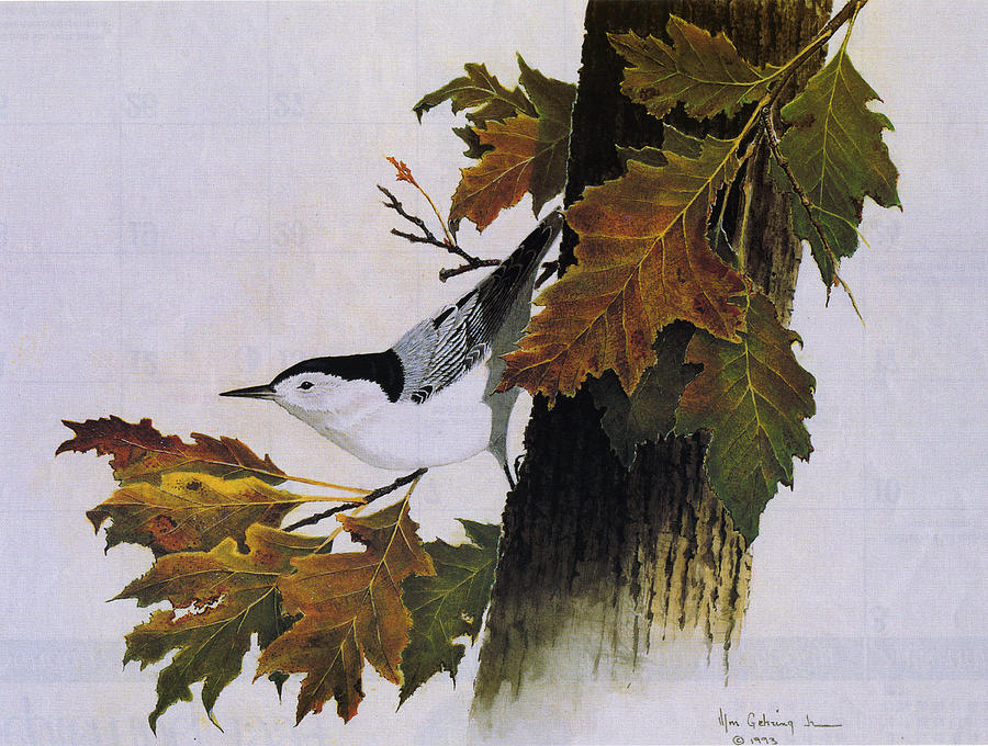Bird Painting - White-breasted Nuthatch by Bill Gehring Bird Painting - White-breasted Nuthatch by Bill Gehring